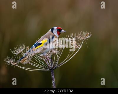 Goldfinch à la fin de l'automne dans le centre du pays de Galles Banque D'Images