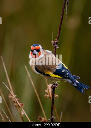 Goldfinch à la fin de l'automne dans le centre du pays de Galles Banque D'Images