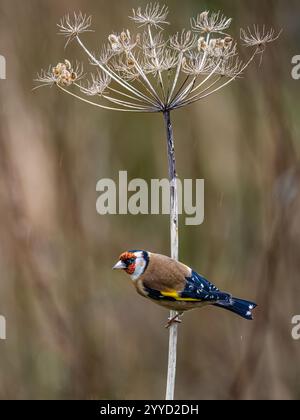 Goldfinch à la fin de l'automne dans le centre du pays de Galles Banque D'Images