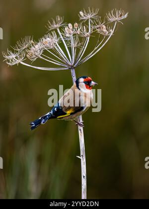 Goldfinch à la fin de l'automne dans le centre du pays de Galles Banque D'Images