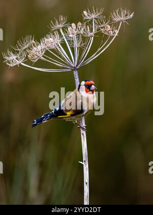 Goldfinch à la fin de l'automne dans le centre du pays de Galles Banque D'Images