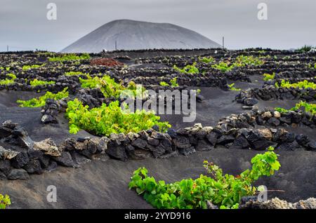 La Geria, région viticole. Lanzarote. Canaries, Espagne Banque D'Images