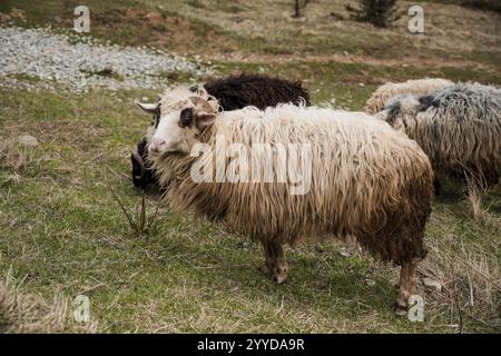 Majestueux moutons à poil long errant dans une campagne sereine. Banque D'Images