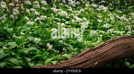 Fleurs d'ail sauvages poussant dans les bois près de Priors Wood, Portbury, Bristol, Royaume-Uni, au printemps avec des bluebells parmi eux Banque D'Images