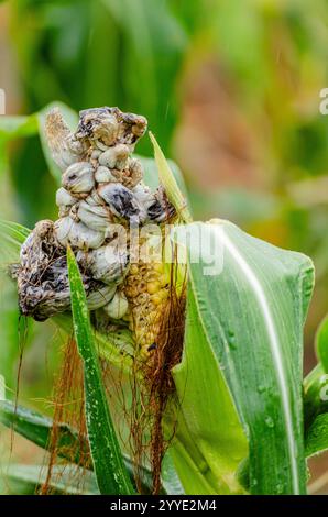 Vue rapprochée d'une maladie du charbon de maïs - plante causée par le champignon pathogène Mycosarcoma maydis. Banque D'Images