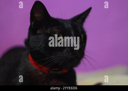 Portrait en gros plan d'un chat noir aux yeux jaunes frappants, portant un collier rouge, mettant en valeur des détails de fourrure complexes et un regard vif Banque D'Images