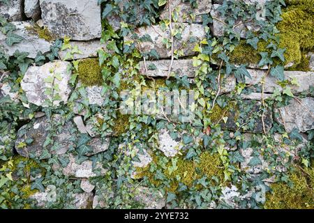 Vue rapprochée d'un mur de pierre recouvert de lierre vert et de mousse Banque D'Images
