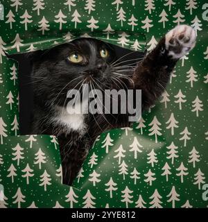 Un chat noir et blanc jetant un coup d'œil à travers un trou dans un papier d'emballage vert vif décoré de sapins de Noël blancs. Banque D'Images