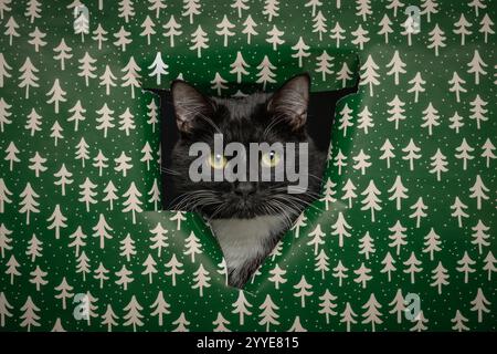 Un chat noir et blanc jetant un coup d'œil à travers un trou dans un papier d'emballage vert vif décoré de sapins de Noël blancs. Banque D'Images