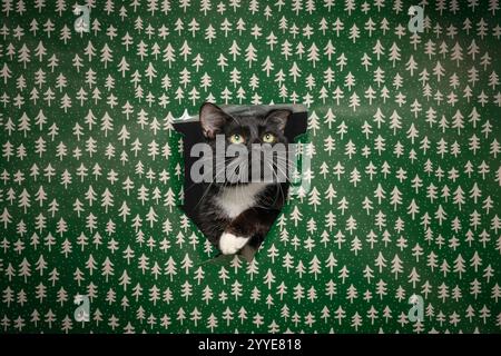 Un chat noir et blanc jetant un coup d'œil à travers un trou dans un papier d'emballage vert vif décoré de sapins de Noël blancs. Banque D'Images