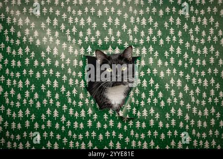 Un chat noir et blanc jetant un coup d'œil à travers un trou dans un papier d'emballage vert vif décoré de sapins de Noël blancs. Banque D'Images