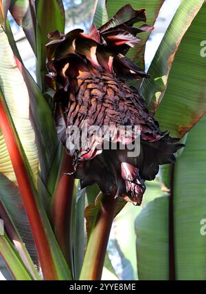 Fleur de la banane éthiopienne, banane abyssinienne, fausse banane, ou Ensete, Ensete ventricosum, Muscaceae. Afrique. Banque D'Images