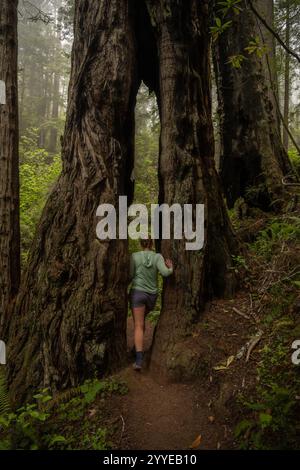 Femme serre à travers la fente dans le tronc de séquoia le long de la côte californienne Banque D'Images