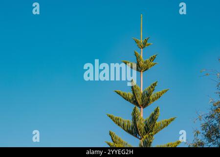 Vue rapprochée d'un pin de l'île de Norfolk debout sur un ciel bleu éclatant, mettant en valeur ses branches symétriques distinctives et son feuillage vert luxuriant Banque D'Images
