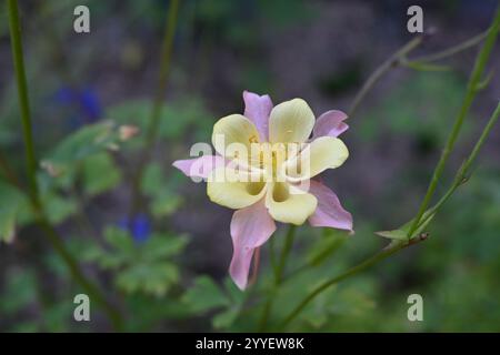 Fleur de bonnet de Granny - Columbine - Aquilegia McKana hybride - fleurs délicates en forme de bonnet Banque D'Images