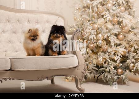 Deux beaux Spitz de Poméranie assis avec des décorations de Noël. Nouvel an des chiens. Mignons chiots avec cheveux moelleux. Image Studio. Banque D'Images