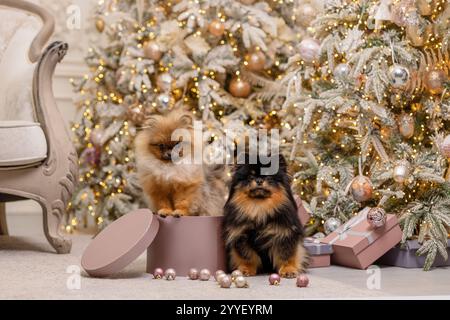 Deux beaux Spitz de Poméranie assis avec des décorations de Noël. Nouvel an des chiens. Mignons chiots avec cheveux moelleux. Image Studio. Banque D'Images