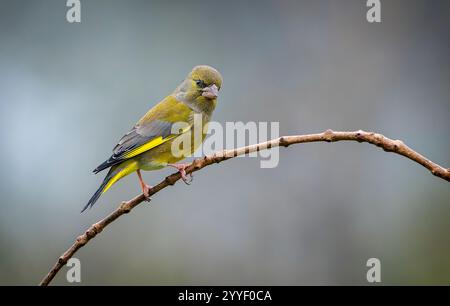 oiseau greenfinch perché avec des couleurs vives de fond floues Banque D'Images