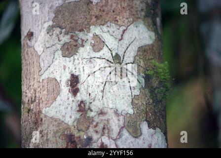 Heteropoda boiei, communément appelé lichen Huntsman Spider Banque D'Images