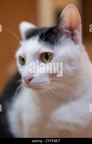 Chat thaïlandais noir et blanc. C'est un chat domestique à air court avec un motif de smoking avec une fourrure blanche et des marques noires sur la tête Banque D'Images