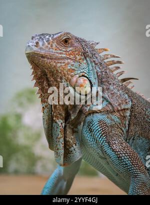 Iguana vert [ Iguana Iguana ] portrait d'animal captif Banque D'Images