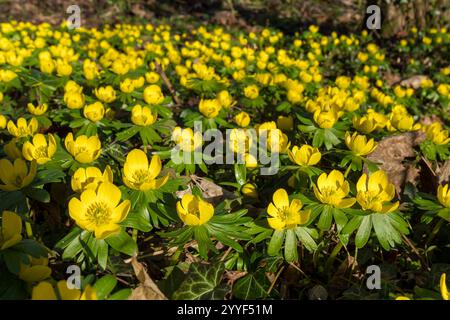 Une épaisse parcelle d'aconite jaune vif ensoleillée (Eranthis hyemalis) fleurit en février, Leicestershire, Angleterre, Royaume-Uni Banque D'Images