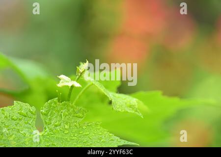 Jeune inflorescence de raisins, gros plan. Vigne de raisin avec de jeunes feuilles et bourgeons fleurissant sur une vigne de raisin dans le vignoble. Bourgeons printaniers qui germent. Banque D'Images