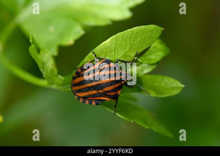Insecte rayé coloré ou insecte de Minsrel Graphosoma lineatum, Graphosoma italicum. Insectes de prairies naturelles et de forêts. Banque D'Images