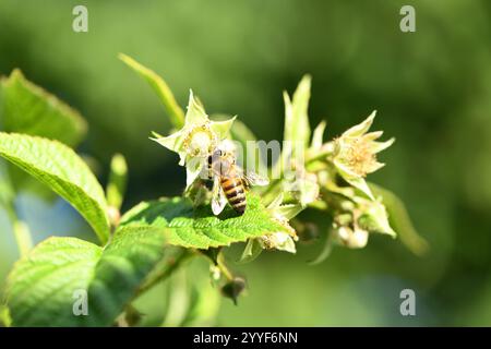Abeille sur fleurs de mûre. Fleurs de mûre dans le jardin, belle dans le jardin de fleur de printemps. Mûrier arbuste avec des fleurs blanches, fleur de noir Banque D'Images