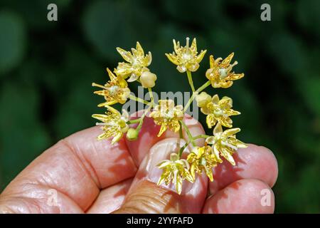 Floraison d'un tilleul. Colombiers, Occitanie, France Banque D'Images