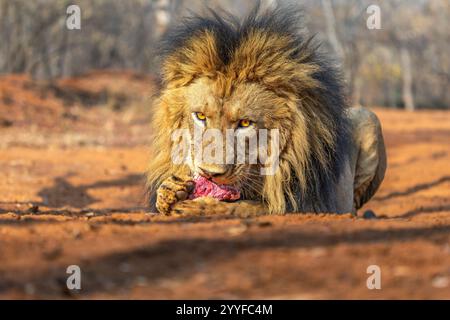 Gros plan d'un lion mâle mangeant dans son habitat naturel Banque D'Images
