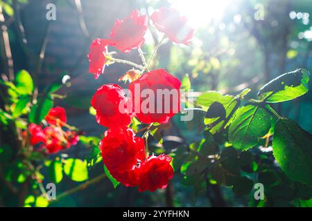 Roses rouges éclatantes illuminées par la lumière du soleil, avec des feuilles vertes entourant les fleurs. La lumière du soleil crée un beau contraste et met en évidence le pe délicat Banque D'Images
