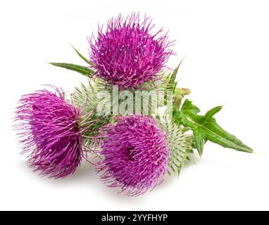 Têtes de fleurs de chardon Marie isolées sur fond blanc. Banque D'Images