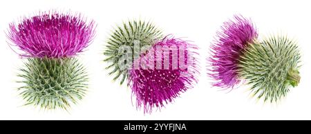 Têtes de fleurs de chardon Marie isolées sur fond blanc. Banque D'Images