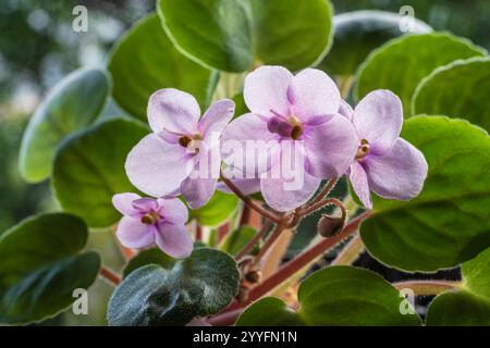 Gros plan sur la délicate floraison miniature violet clair rose violet africain ou saintpaulia isolé à l'extérieur sur fond naturel Banque D'Images
