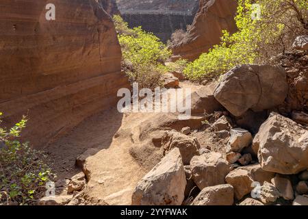 Un sentier rocheux de terre avec quelques arbres et un rocher au premier plan. Le chemin est étroit et sinueux, menant à une zone rocheuse. La scène a un sens de la publicité Banque D'Images