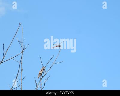 Chasseurs et King Skimmers (Libellula) Banque D'Images