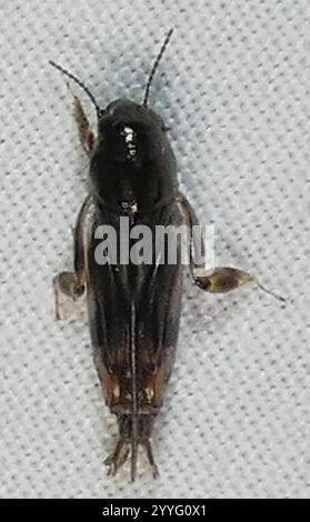 Sauterelle pygmée (Neotridactylus apicialis) Banque D'Images