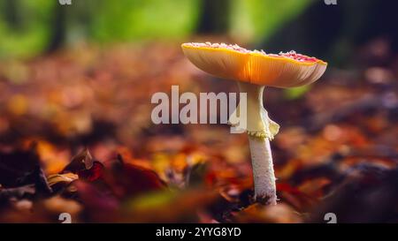 Lumière magique. Monde fantastique de champignons. scène automnale à forrest avec des couleurs d'automne vives et atmosphériques Banque D'Images