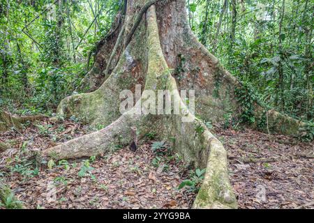 Tambopata, Pérou - 28 novembre 2024 : racines de base d'un arbre géant Ceiba Pentranda dans l'Amazonie péruvienne Banque D'Images