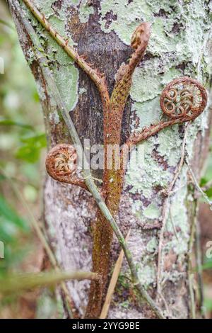 Tambopata, Pérou - 28 Nov, 2024 : une vigne de fougères d'arbre poussant dans la forêt amazonienne, Pérou Banque D'Images