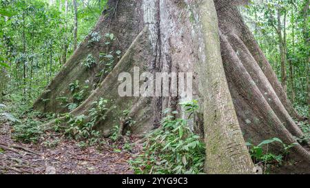 Tambopata, Pérou - 28 novembre 2024 : racines de base d'un arbre géant Ceiba Pentranda dans l'Amazonie péruvienne Banque D'Images