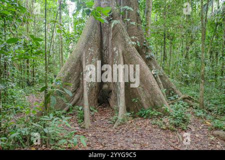 Tambopata, Pérou - 28 novembre 2024 : racines de base d'un arbre géant Ceiba Pentranda dans l'Amazonie péruvienne Banque D'Images