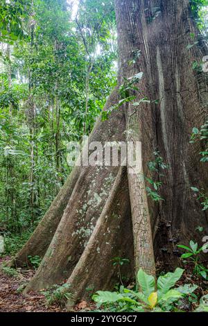 Tambopata, Pérou - 28 novembre 2024 : racines de base d'un arbre géant Ceiba Pentranda dans l'Amazonie péruvienne Banque D'Images