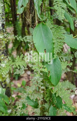 Tambopata, Pérou - 28 nov, 2024 : détails des feuilles de plantes vertes dans la forêt amazonienne, Pérou Banque D'Images