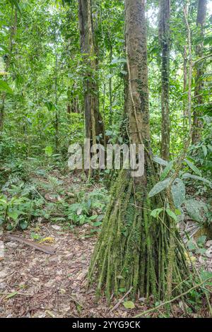 Tambopata, Pérou - 26 novembre 2024 : Socratea exorrhiza, un palmier marchant ou cashapona, un palmier originaire des forêts tropicales d'Amérique centrale et du Sud Banque D'Images