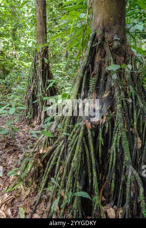 Tambopata, Pérou - 26 novembre 2024 : Socratea exorrhiza, un palmier marchant ou cashapona, un palmier originaire des forêts tropicales d'Amérique centrale et du Sud Banque D'Images