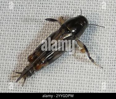 Sauterelle pygmée (Neotridactylus apicialis) Banque D'Images
