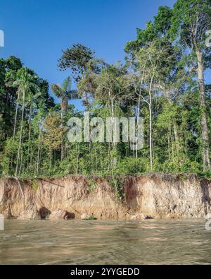 Tambopata, Pérou - 25 novembre 2024 : paysages de la forêt amazonienne le long de la rivière Tambopata Banque D'Images