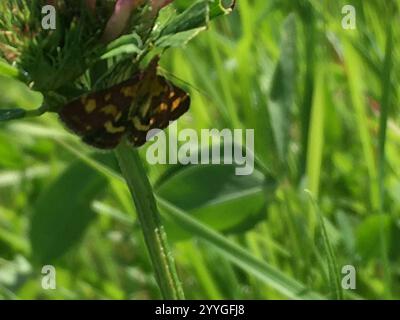 Teigne cramoisie et dorée commune (Pyrausta purpuralis) Banque D'Images